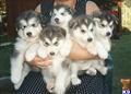 Alaskan Malamute